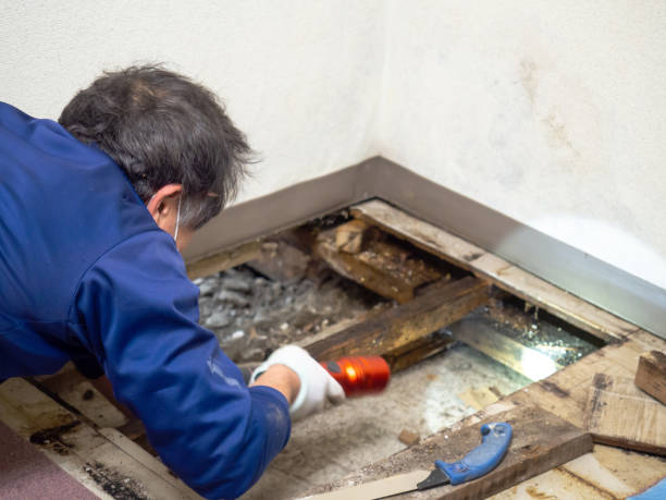 Best Office Mold Removal Services  in Tipton, IA