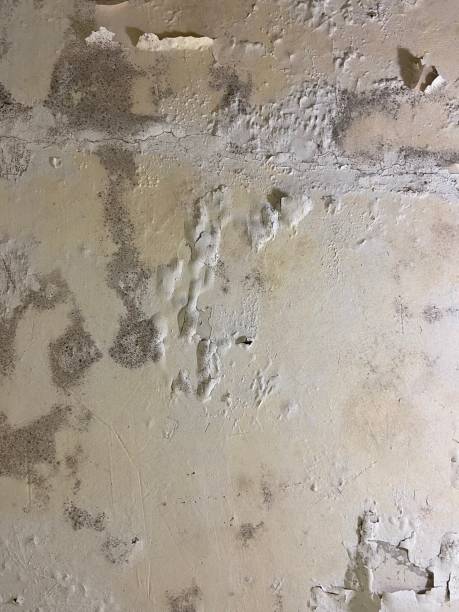 Mold Removal Process in Tipton, IA