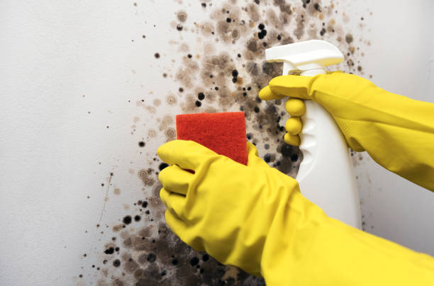 Best Local Mold Removal Service  in Tipton, IA