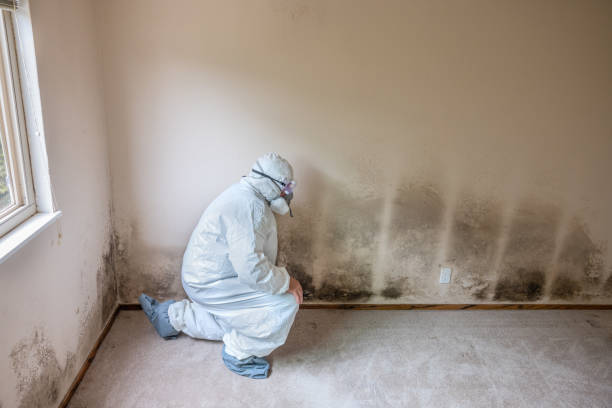 Best Mold Removal Process  in Tipton, IA