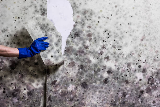 Professional Mold Removal in Tipton, IA