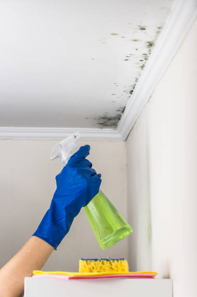 Mold Testing and Removal in Tipton, IA