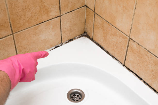 Best Fast Mold Removal  in Tipton, IA