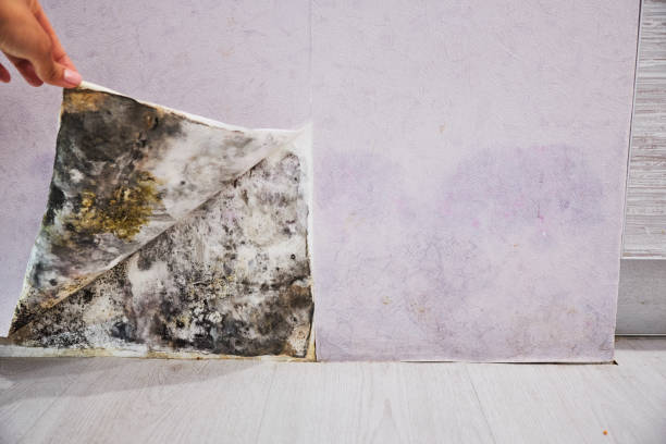 Best Professional Mold Removal  in Tipton, IA
